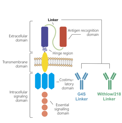 G4S Linker Recombinant Rabbit mAb (Biotin Conjugate) (S-711-23)