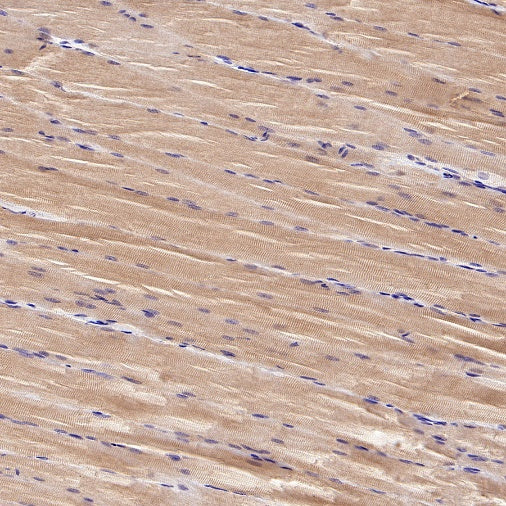 Lactate Dehydrogenase Rabbit Polyclonal Antibody
