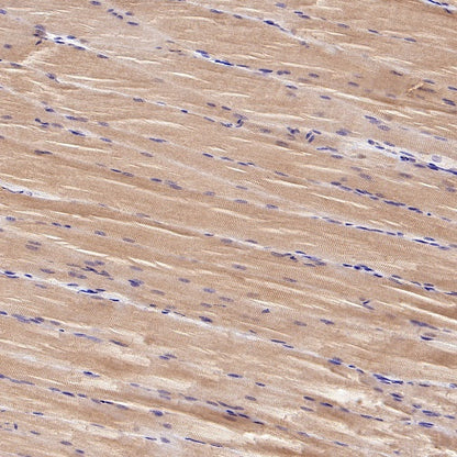 Lactate Dehydrogenase Rabbit Polyclonal Antibody