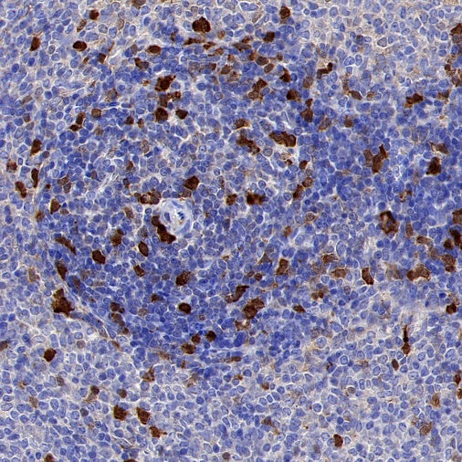 CDK1 Recombinant Rabbit mAb (S-1374-66)