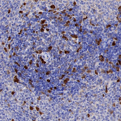 CDK1 Recombinant Rabbit mAb (S-1374-66)