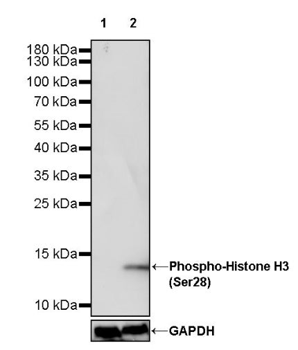 Phospho-Histone H3 (Ser28) Recombinant Rabbit mAb (S-1025-45)