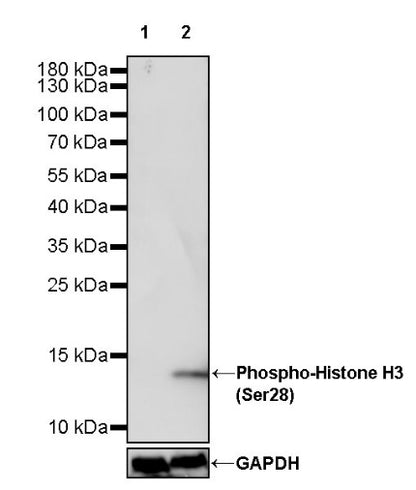 Phospho-Histone H3 (Ser28) Recombinant Rabbit mAb (S-1025-45)