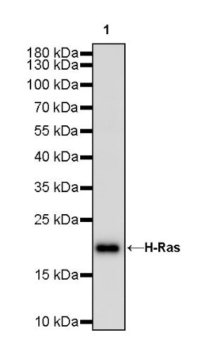 H-Ras Recombinant Rabbit mAb (S-1017-79)