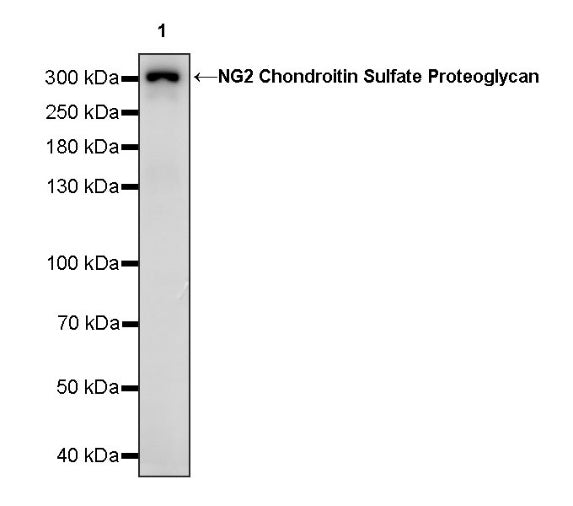 NG2 Chondroitin Sulfate Proteoglycan Recombinant Rabbit mAb (S-1233-25)
