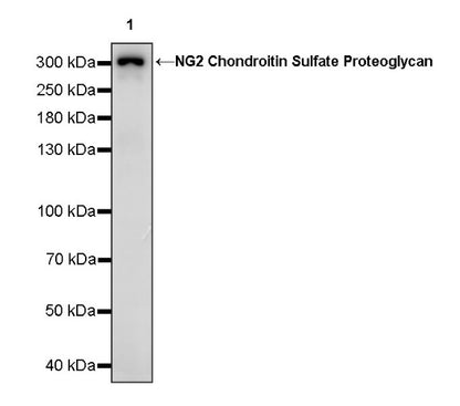 NG2 Chondroitin Sulfate Proteoglycan Recombinant Rabbit mAb (S-1233-25)