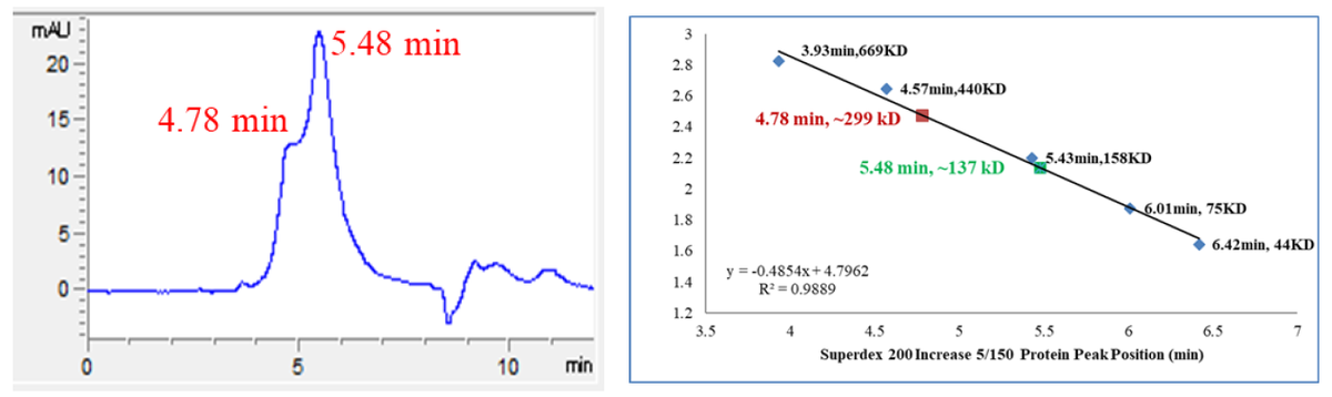 CDK17/Cyclin Y Protein