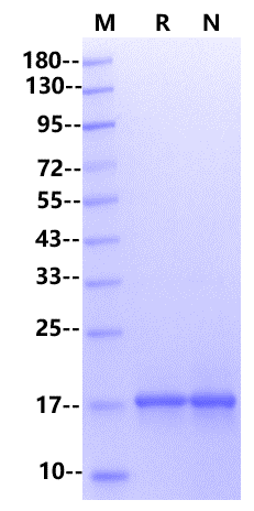 FGF-basic (145aa) Protein, Mouse
