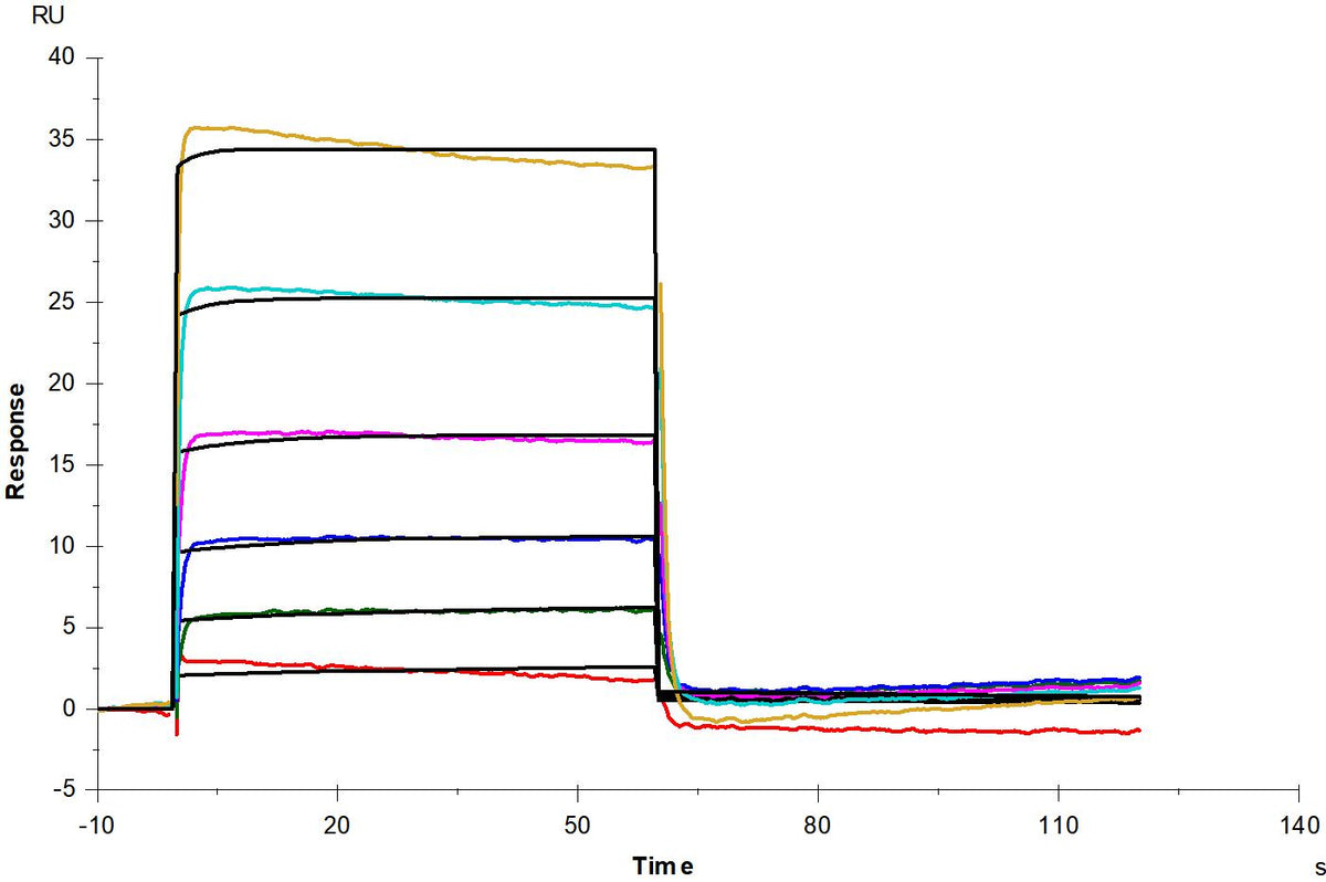 IFN-alpha/beta R1 His Tag Protein, Human
