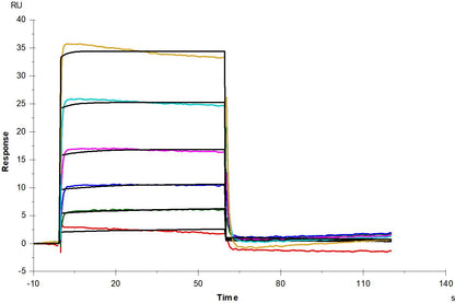 IFN-alpha/beta R1 His Tag Protein, Human