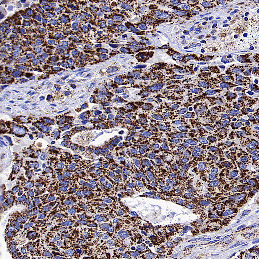 HSP60 Recombinant Mouse mAb (S-5385)