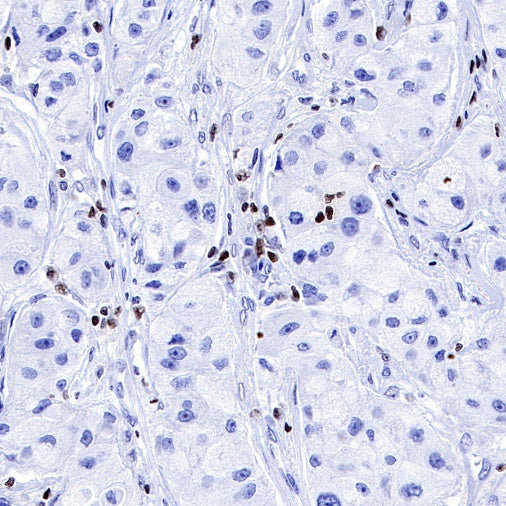 Runx3 Recombinant Rabbit mAb (S-R356)