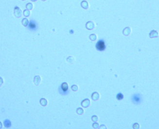 Trypan Blue Staining Cell Viability Assay Kit