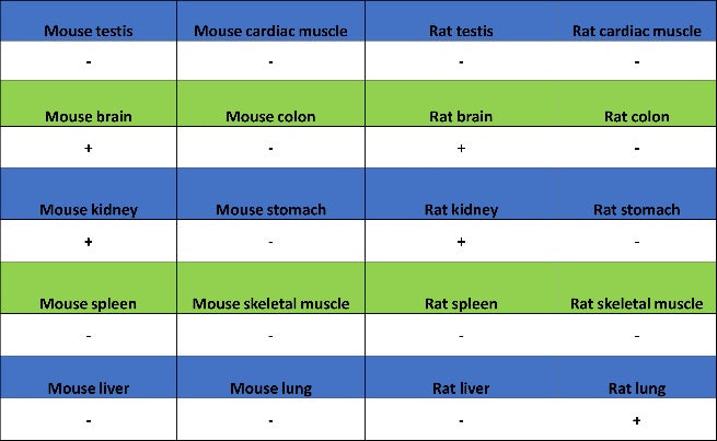 PDE4 Recombinant Rabbit mAb (S-2598-147)