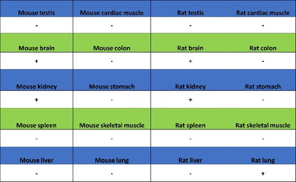 PDE4 Recombinant Rabbit mAb (S-2598-147)