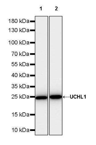 UCHL1 Rabbit Polyclonal Antibody