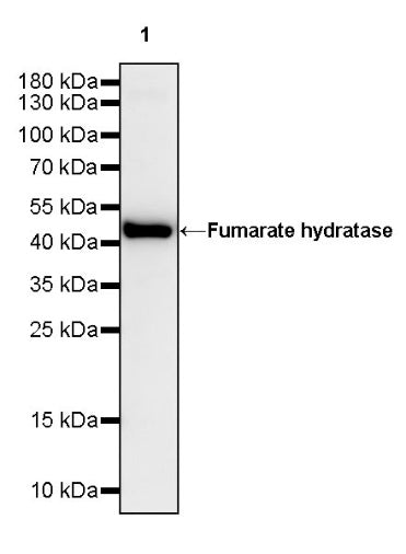 Fumarate hydratase Rabbit Polyclonal Antibody