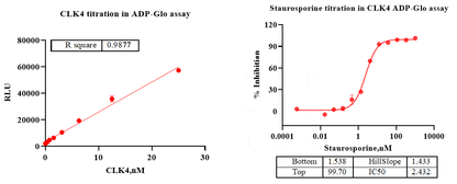 CLK4 GST Tag Protein, Human