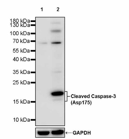 Cleaved Caspase-3 (Asp175) Recombinant Rabbit mAb (S-2817)