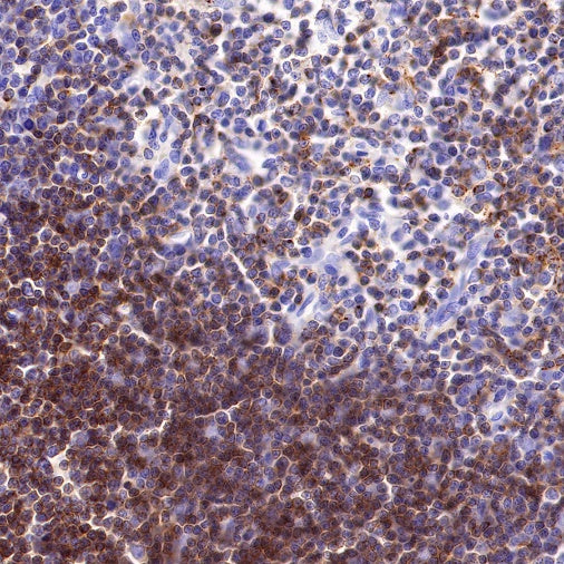 CD2 Recombinant Rabbit mAb (SDT-R261)