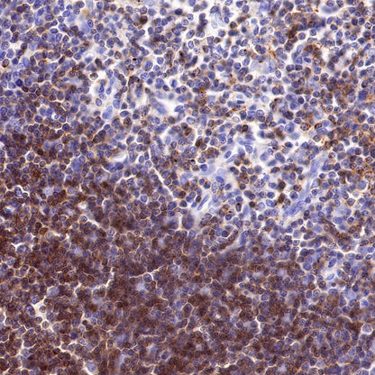 CD2 Recombinant Rabbit mAb (SDT-R261)