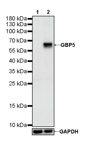 GBP5 Rabbit Polyclonal Antibody