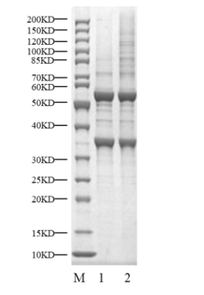 CDK2/Cyclin D1 Protein