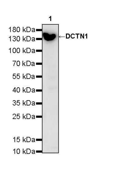 DCTN1 Rabbit Polyclonal Antibody