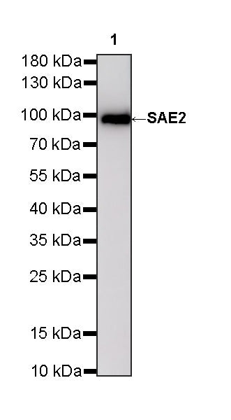 SAE2 Recombinant Rabbit mAb (S-4888-5)