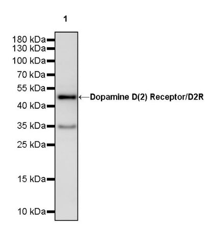 Dopamine D (2) Receptor/D2R Recombinant Rabbit mAb (S-2127-37)