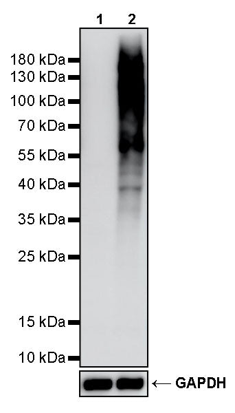 Phosphothreonine Recombinant Rabbit mAb (S-4181-29)