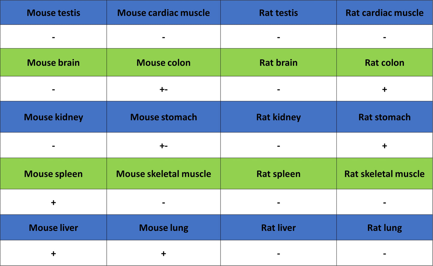 COX2 / Cyclooxygenase Recombinant Rabbit mAb (S-5952)