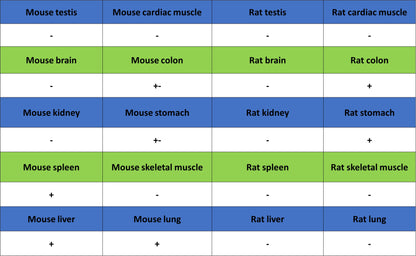 COX2 / Cyclooxygenase Recombinant Rabbit mAb (S-5952)