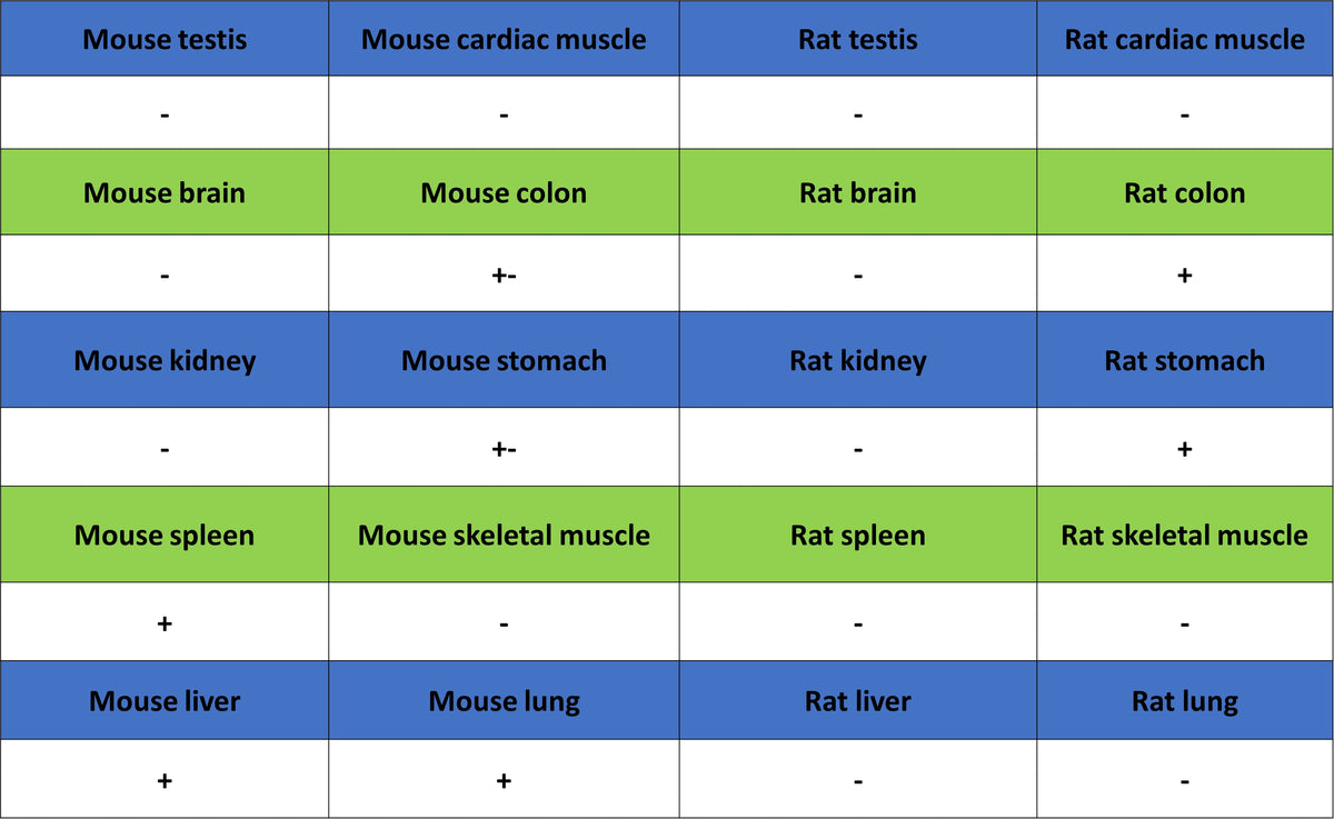 COX2/Cyclooxygenase-2 Recombinant Rabbit mAb (S-5952)