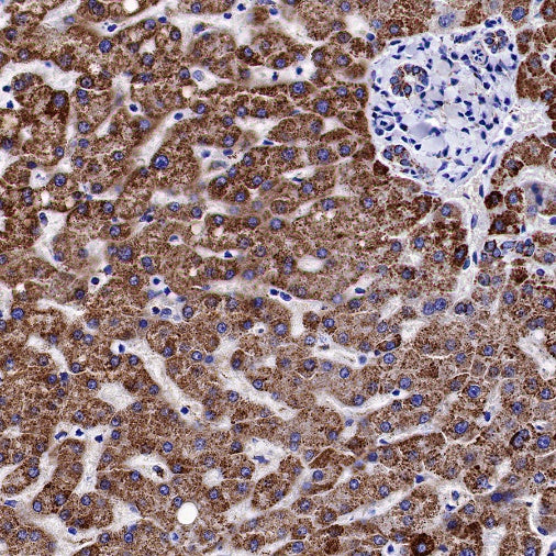 ATP5A Rabbit Polyclonal Antibody
