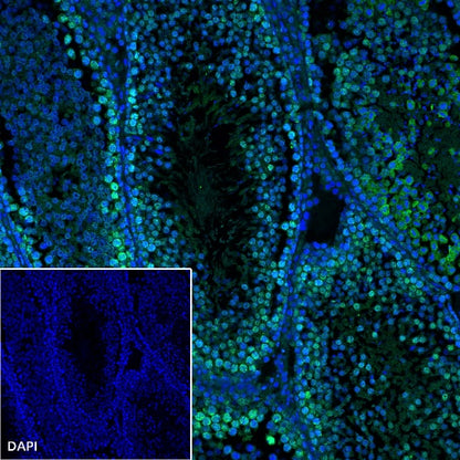 Goat Anti-Rat IgG(H+L) (Alexa Fluor® 488 Conjugate)
