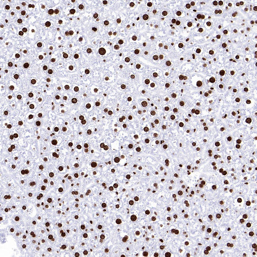 Histone H2A.X Recombinant Rabbit mAb (S-1772-179)