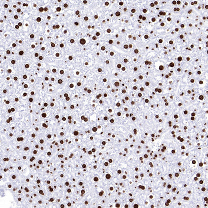 Histone H2A.X Recombinant Rabbit mAb (S-1772-179)