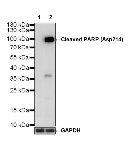Cleaved PARP (Asp214) Recombinant Rabbit mAb (S-5860)
