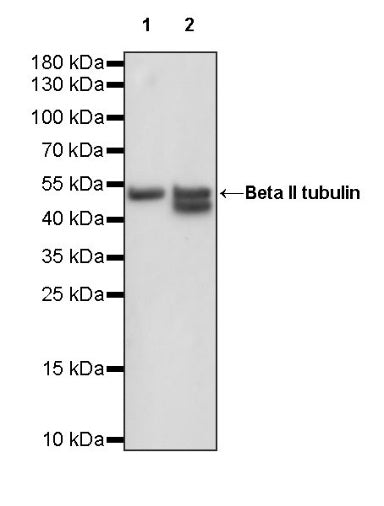 Beta II tubulin Rabbit polyclonal antibody