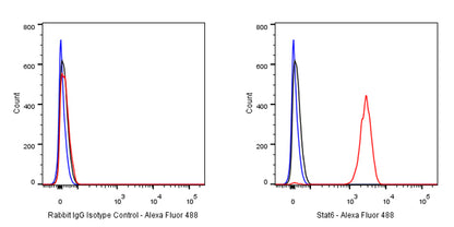 Rabbit mAb IgG Isotype Control (S-240-1)