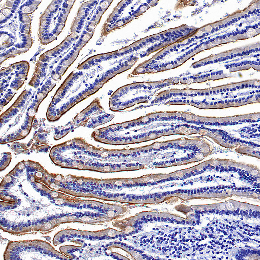 MUC17 Recombinant Rabbit mAb (SDT-3951-108)