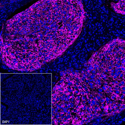 Goat Anti-Rabbit IgG (H+L) (min X Hu Sr Prot) (Alexa Fluor® 647 Conjugate)