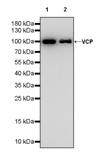 VCP Recombinant Rabbit mAb (S-1818-121)
