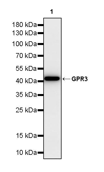 GPR3 Recombinant Rabbit mAb (S-4112-61)