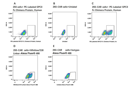 PE-Labeled GPC3/Glypican 3 Fc Chimera Protein, Human