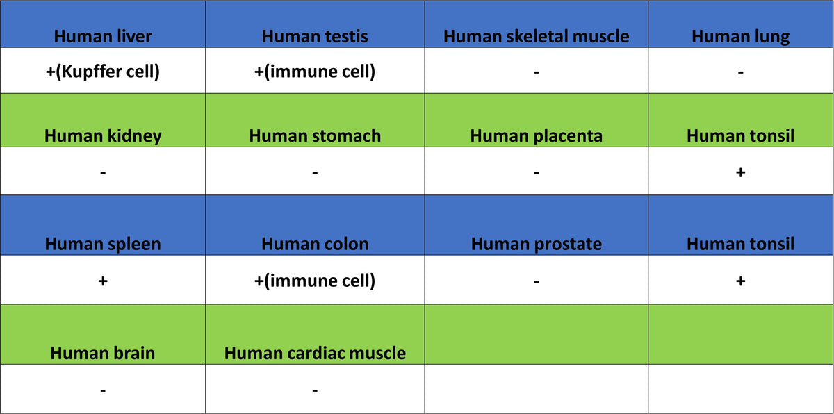 CD86 Recombinant Rabbit mAb (S-6175)