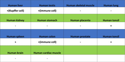 CD86 Recombinant Rabbit mAb (S-6175)
