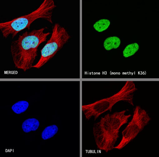 Histone H3 (mono methyl K36) Recombinant Rabbit mAb (S-R396)