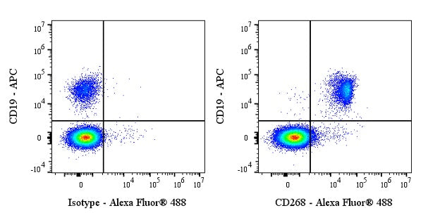 Mouse Anti-Human CD268 (BAFF Receptor) Antibody (11C1)